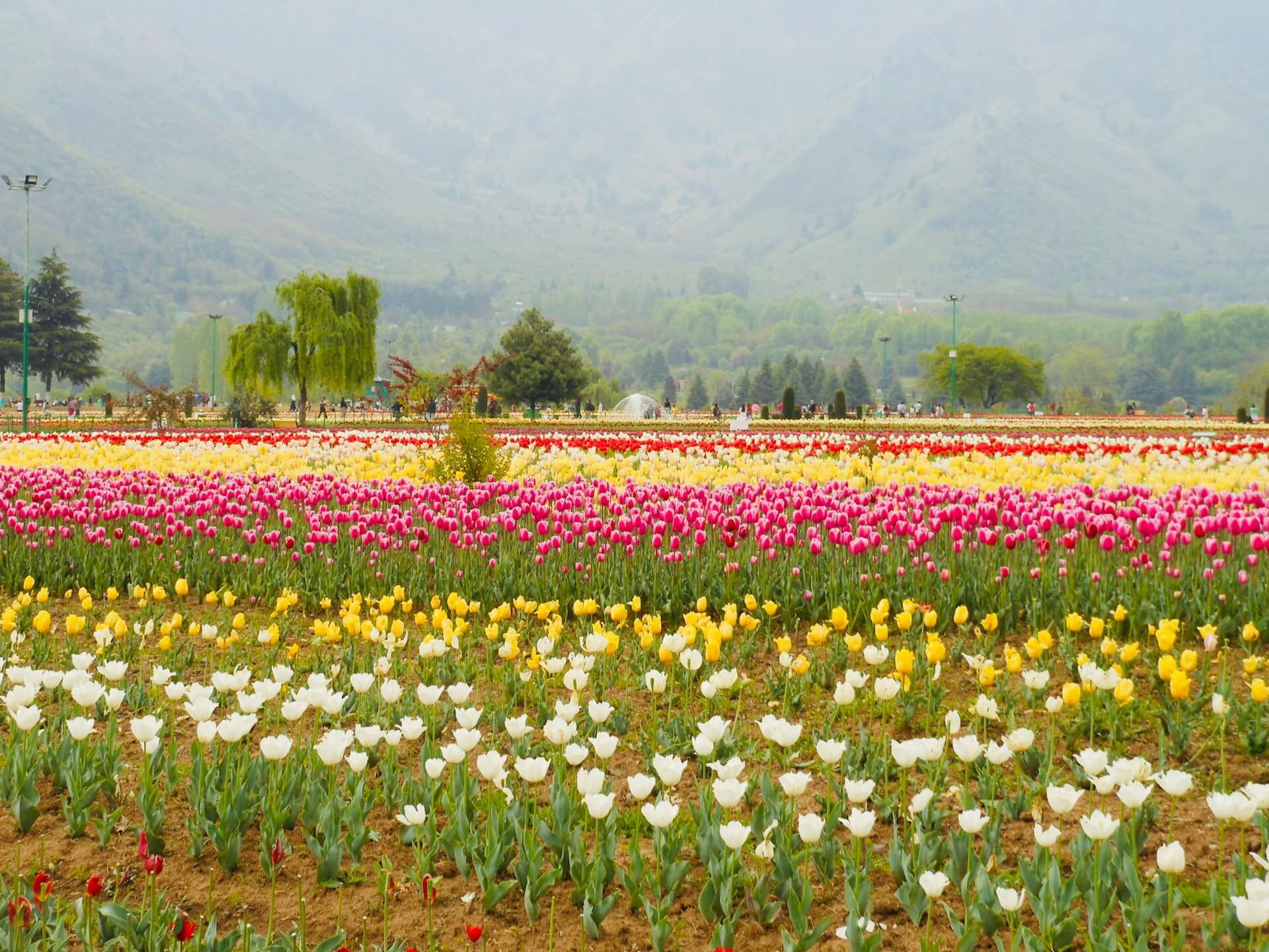 Kashmir Image as Background